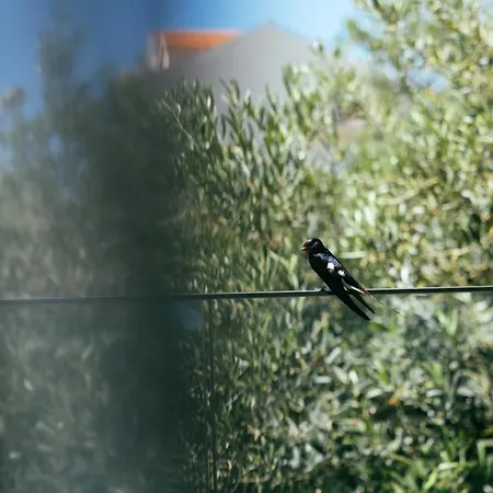 Pharia And - By The 3* フヴァル