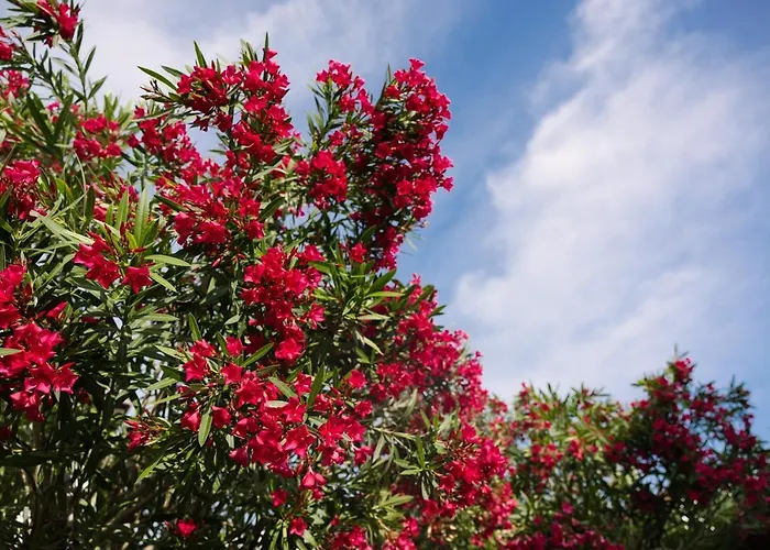 Pharia And - By The Hvar Town