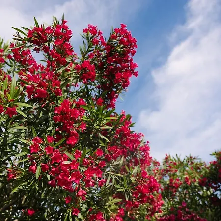 Pharia And - By The Hvar Town